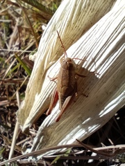 Melanoplinae