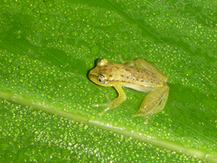Heterixalus punctatus