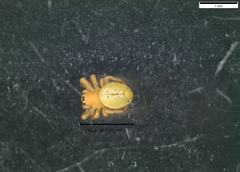Araniella displicata