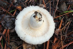 Lactarius resimus
