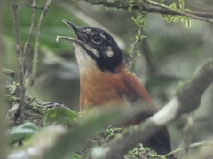 Cantorchilus nigricapillus