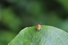 Supputius cincticeps