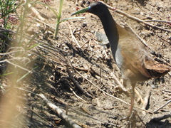 Pardirallus sanguinolentus