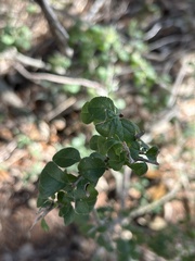 Rhamnaceae