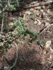 Rhamnaceae