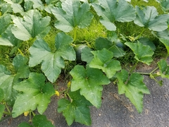 Cucurbita maxima maxima