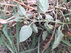 Solanum sarrachoides