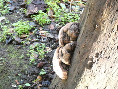 Pseudoinonotus dryadeus