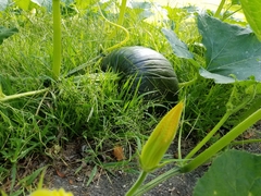 Cucurbita maxima maxima