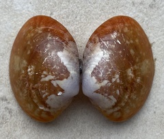 Megapitaria aurantiaca