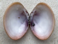 Megapitaria aurantiaca