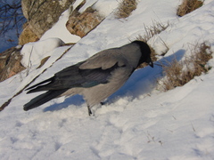 Corvus cornix