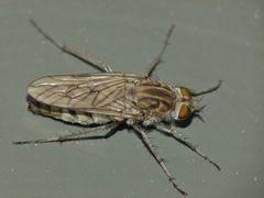 Anabarhynchus arenarius