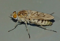 Anabarhynchus arenarius