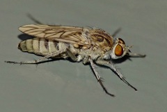 Anabarhynchus arenarius