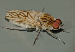 Anabarhynchus arenarius