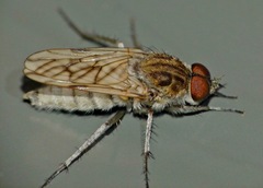 Anabarhynchus arenarius