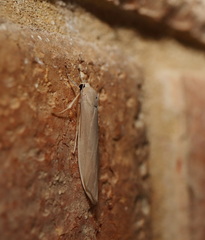 Calamidia hirta