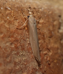 Calamidia hirta