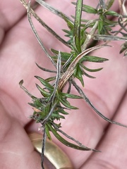 Phlox nivalis