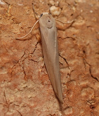 Calamidia hirta