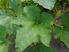 Cucurbita maxima maxima
