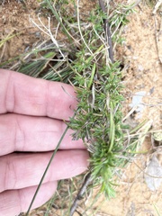 Phlox nivalis