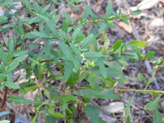 Hypericum hypericoides