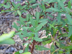 Hypericum hypericoides
