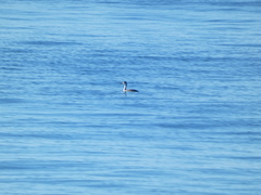 Aechmophorus clarkii