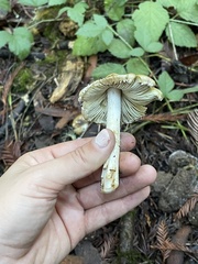 Pseudosperma sororium