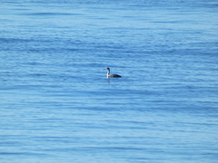 Aechmophorus clarkii