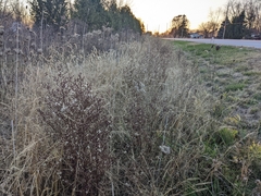 Symphyotrichum subulatum subulatum