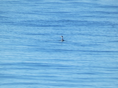 Aechmophorus clarkii