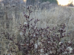 Symphyotrichum subulatum subulatum