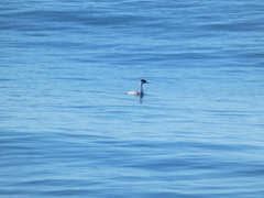 Aechmophorus occidentalis