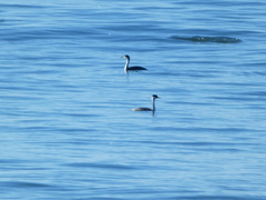 Aechmophorus clarkii