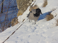 Corvus cornix