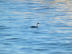 Aechmophorus occidentalis