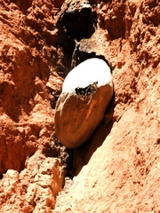 Apinae