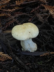 Leucopaxillus
