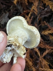 Leucopaxillus