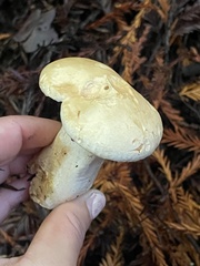 Leucopaxillus