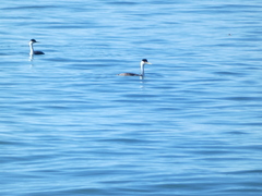 Aechmophorus occidentalis