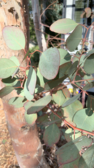 Eucalyptus polyanthemos