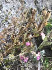 Silene scouleri scouleri