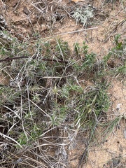 Phlox nivalis