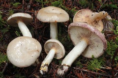 Lactarius pallescens