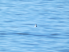 Aechmophorus clarkii