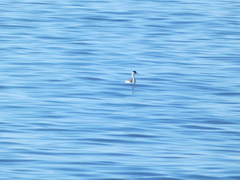 Aechmophorus clarkii